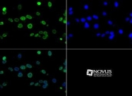 NB21-1024 - Histone H3.2