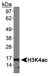 NB21-1024 - Histone H3.2