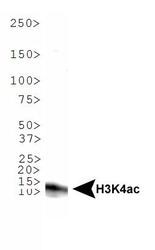 NB21-1024 - Histone H3.2