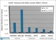 NB21-1074 - Histone H3.2