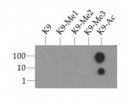 NB21-1074 - Histone H3.2