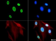 NB21-1074 - Histone H3.2