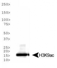 NB21-1074 - Histone H3.2