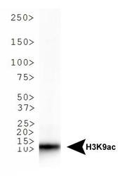 NB21-1074 - Histone H3.2