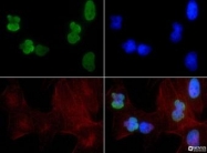 NB21-1081 - Histone H3.2