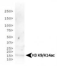 NB21-1081 - Histone H3.2