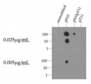NB21-1091 - Histone H3.2