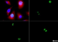 NB21-1091 - Histone H3.2