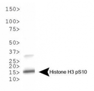 NB21-1091 - Histone H3.2