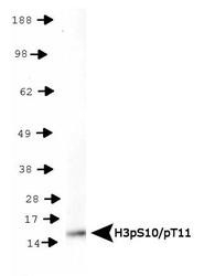NB21-1092 - Histone H3.2
