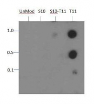 NB21-1101 - Histone H3.2