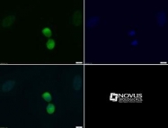 NB21-1101 - Histone H3.2