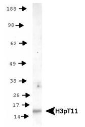NB21-1101 - Histone H3.2