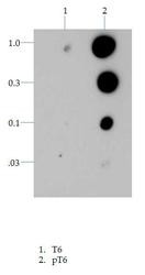 NB21-1051 - Histone H3.2
