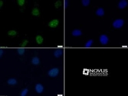 NB21-1051 - Histone H3.2