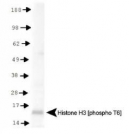 NB21-1051 - Histone H3.2