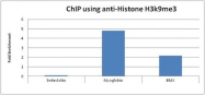 NBP1-30141 - Histone H3