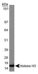 NBP1-30141 - Histone H3