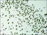 NB500-171 - Histone H3