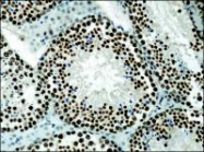 NB500-171 - Histone H3