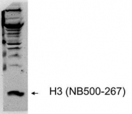 NB500-267 - Histone H3