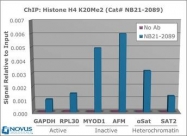 NB21-2089 - Histone H4