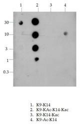 NB21-2089 - Histone H4
