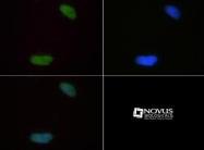 NB21-2089 - Histone H4