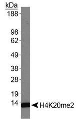 NB21-2089 - Histone H4