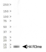 NB21-2011 - Histone H4