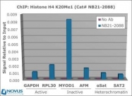 NB21-2088 - Histone H4