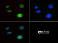 NB21-2088 - Histone H4