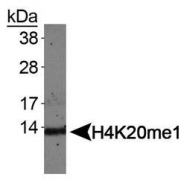 NB21-2088 - Histone H4