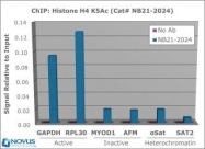 NB21-2024 - Histone H4