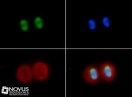 NB21-2077 - Histone H4