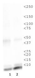 NB21-2077 - Histone H4