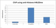 NBP1-30091 - Histone H4