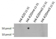 NBP1-30091 - Histone H4