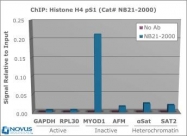 NB21-2000 - Histone H4