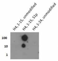 NB21-2000 - Histone H4