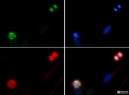 NB21-2000 - Histone H4