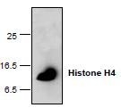 NBP1-45622 - Histone H4