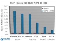 NBP1-19400 - Histone H2B