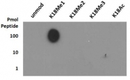 NB21-1141 - Histone H3.2
