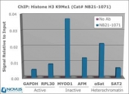 NB21-1071 - Histone H3.2
