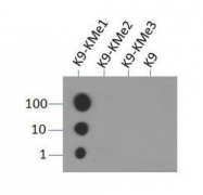 NB21-1071 - Histone H3.2