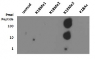 NB21-1143 - Histone H3.2