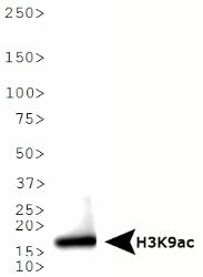 NB21-1074 - Histone H3.2