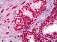 NB100-747 - Histone H3