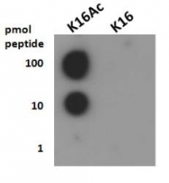 NB21-2077 - Histone H4